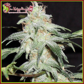 Dr Krippling Pickled Diesel AUTO - 5 automated seeds