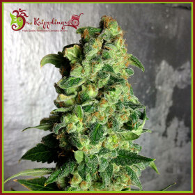 Dr Krippling Jumping Super Skunk AUTO - 5 automated seeds