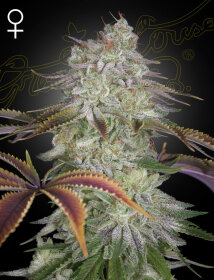 Green House Seed Co AlienZ - 3 feminisierte Samen