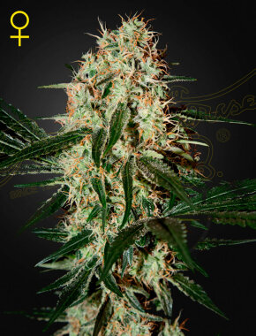 Green House Seed Co Arjan’s Haze #3 - 3 feminisierte Samen