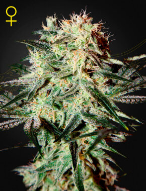 Green House Seed Co Arjans Strawberry Haze - 3...