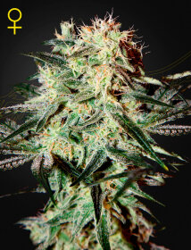 Green House Seed Co Arjans Strawberry Haze - 3 feminisierte Samen