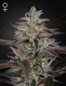 Green House Seed Co Banana Krumble - 3 feminized seeds