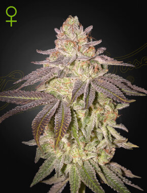 Green House Seed Co Black Toffee AUTO - 3 autoflowering...