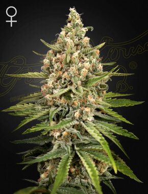 Green House Seed Co Bubba Slush - 3 feminisierte Samen