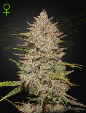 Green House Seed Co Chemical Candy AUTO - 3 autoflowering...