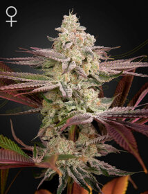 Green House Seed Co Chemical Bride - 3 feminized seeds