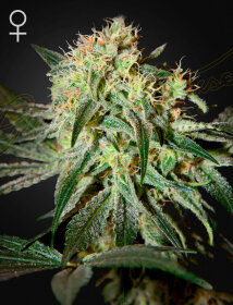 Green House Seed Co Damn Sour - 3 feminized seeds