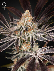 Green House Seed Co Dark Phoenix - 3 feminisierte Samen