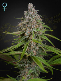 Green House Seed Co Deep Candy CBD - 3 feminized seeds