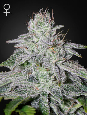 Green House Seed Co Francos Lemon Cheese - 3 feminisierte...