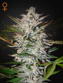 Green House Seed Co Holy Punch - 3 feminized seeds