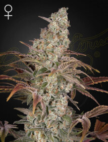 Green House Seed Co Jack’s Dream - 3 feminized seeds