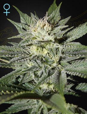 Green House Seed Co King’s Kush CBD - 3 feminisierte Samen