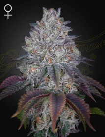 Green House Seed Co King’s Tart - 3 feminized seeds