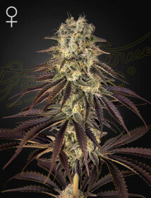 Green House Seed Co Kongs Krush - 3 feminized seeds