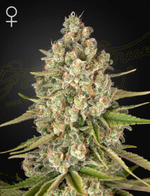 Green House Seed Co Lost Pearl - 3 feminized seeds