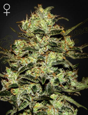 Green House Seed Co Moby Dick - 3 feminisierte Samen