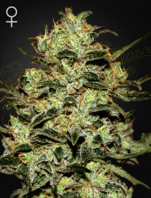 Green House Seed Co Moby Dick - 3 feminized seeds