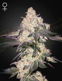 Green House Seed Co Moweeto - 3 feminized seeds