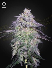 Green House Seed Co Nori Cake - 3 feminized seeds