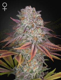 Green House Seed Co Pulp Friction - 3 feminized seeds