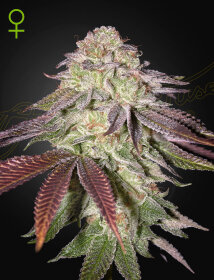 Green House Seed Co Sugarlato AUTO - 3 autoflowering Samen