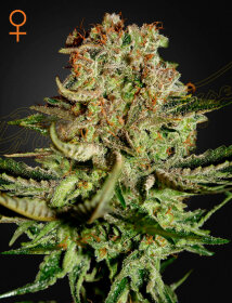 Green House Seed Co Super Bud - 3 feminized seeds