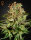 Green House Seed Co Super Bud - 3 feminisierte Samen