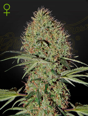 Green House Seed Co Super Bud AUTO - 3 autoflowering Samen