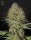 Green House Seed Co Super Bud AUTO - 3 automated seeds