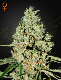 Green House Seed Co Super Crtical - 3 feminized seeds