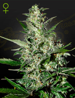 Green House Seed Co Super Critical AUTO - 3 autoflowering...