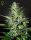 Green House Seed Co Super Critical AUTO - 3 autoflowering Samen