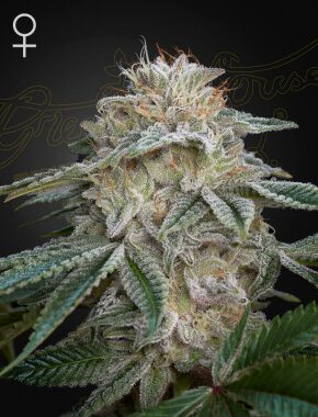 Green House Seed Co Super Lemon Haze x GMO - 3...