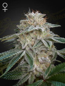 Green House Seed Co Super Lemon Haze x GMO - 3 feminized seeds