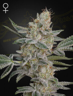 Green House Seed Co Super Lemon Haze x RS11 - 3...