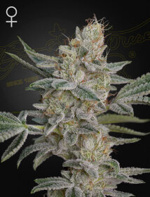 Green House Seed Co Super Lemon Haze x RS11 - 3 feminisierte Samen