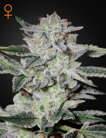 Green House Seed Co Sweet Valley Kush - 3 feminisierte Samen