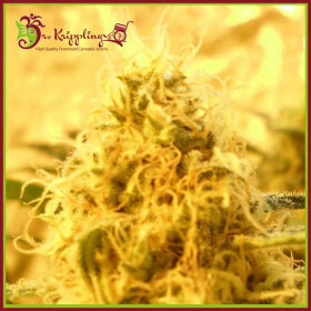 Dr Krippling Mango Mist Shake - 5 feminized seeds