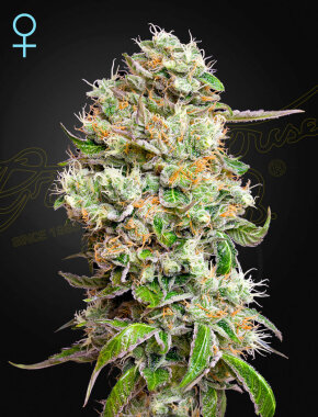 Green House Seed Co King’s Kush AUTO CBD - 10...