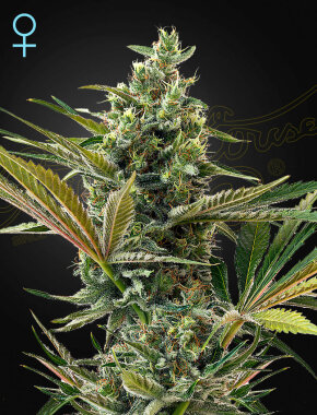 Green House Seed Co Super Lemon Haze AUTO CBD - 10...