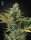 Green House Seed Co Super Lemon Haze AUTO CBD - 10 automatisierte Samen