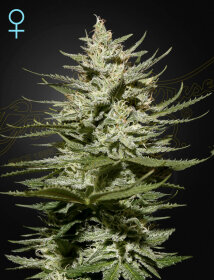 Green House Seed Co The Church CBD - 5 feminized seeds