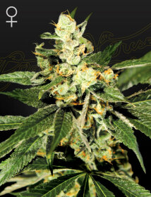 Green House Seed Co Train Wreck - 3 feminisierte Samen