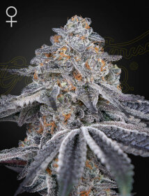 Green House Seed Co Velvet Moon - 3 feminized seeds