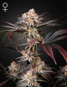 Green House Seed Co Wonder Pie - 3 feminized seeds