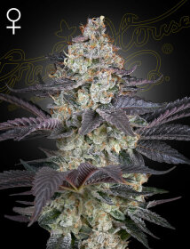 Green House Seed Co Ztrawberry - 3 feminized seeds