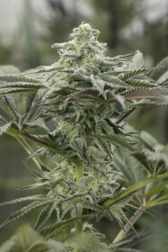 Humboldt Seed Organization Lemon Citron- 3 feminized seeds