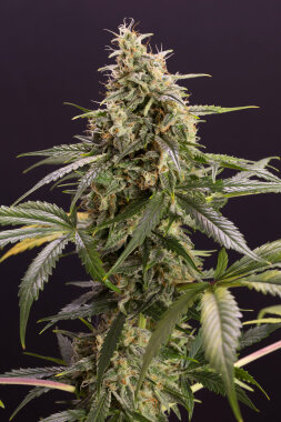 Humboldt Seed Organization Chem-Bomb AUTO - 3...